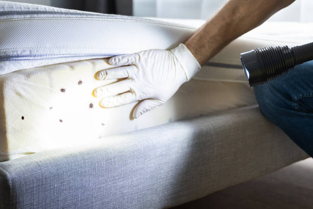 Best Flea Control Services  in Blacklick Estates, OH