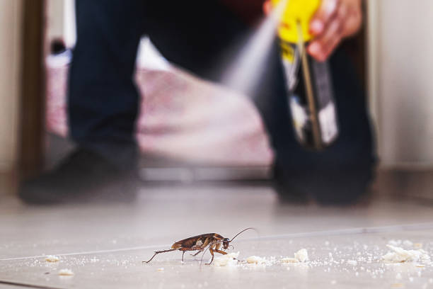 Best Termite Control Services  in Blacklick Estates, OH